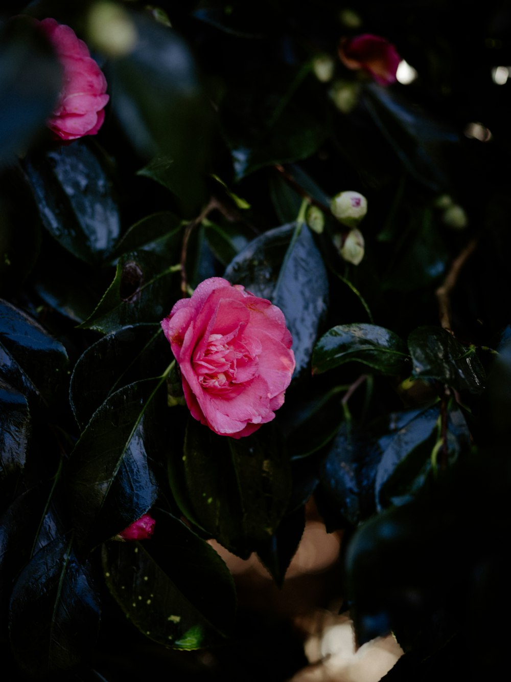 a pink flower is blooming on a bush