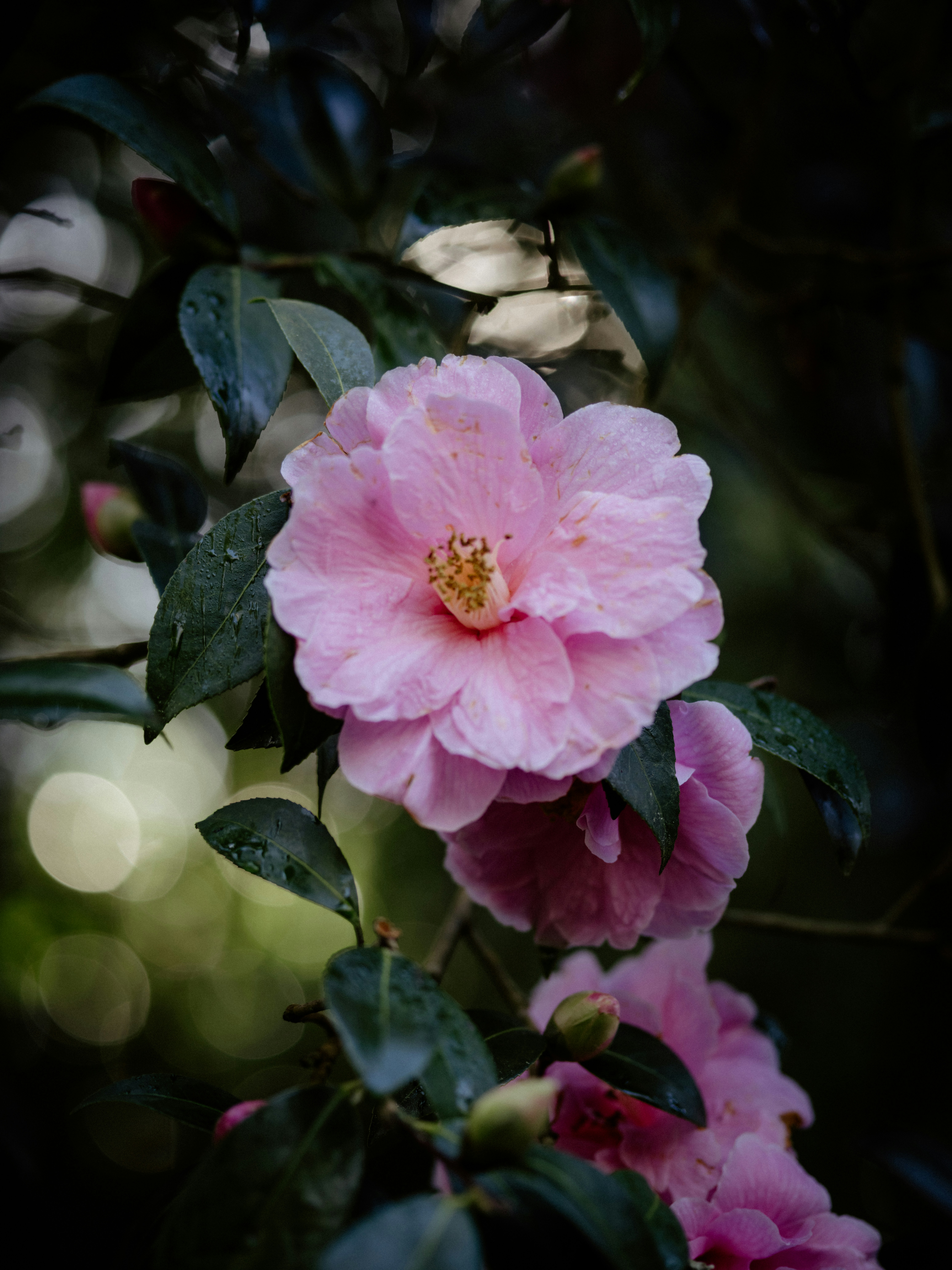 Photo by anniespratt