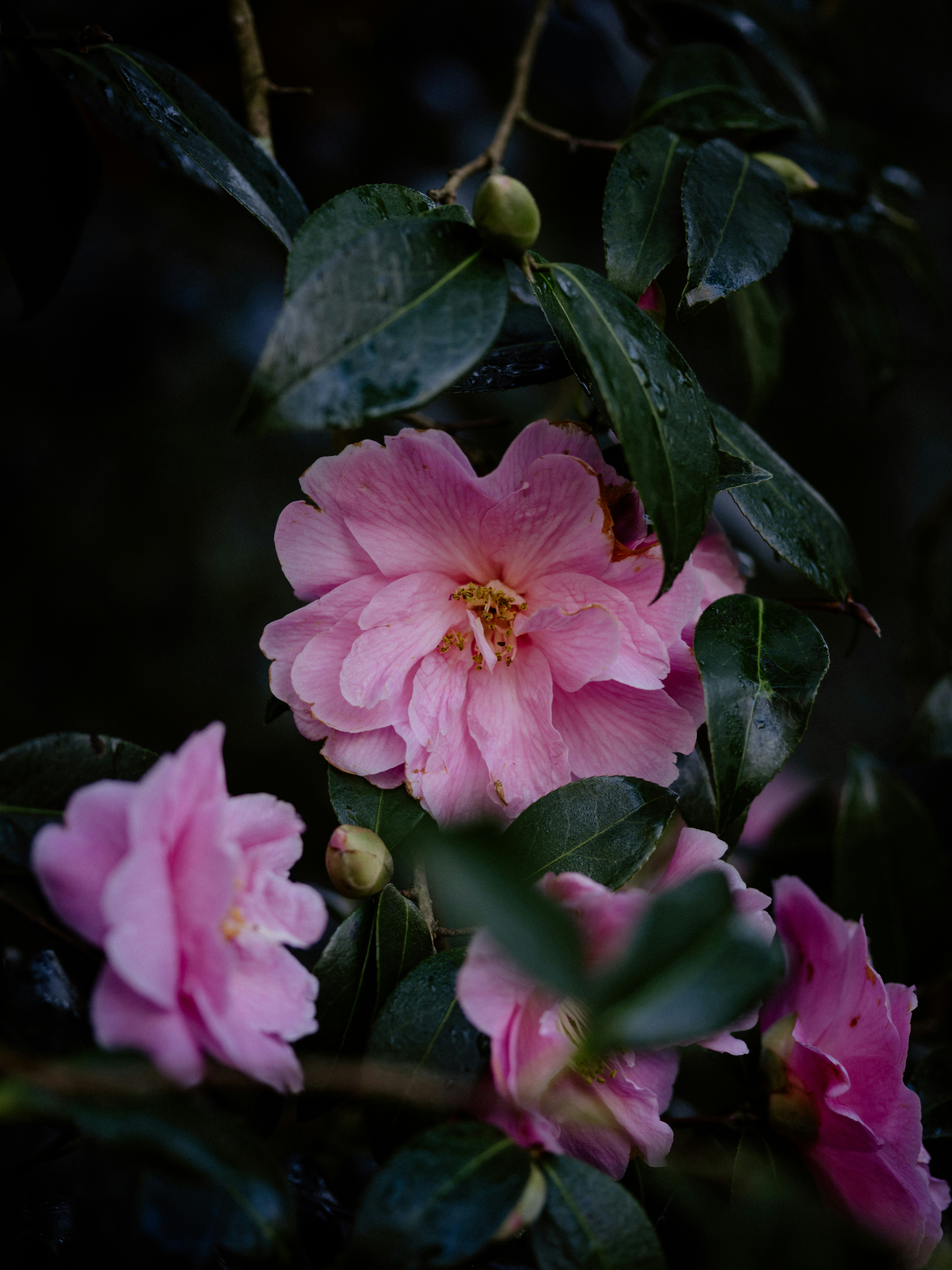 Photo by anniespratt