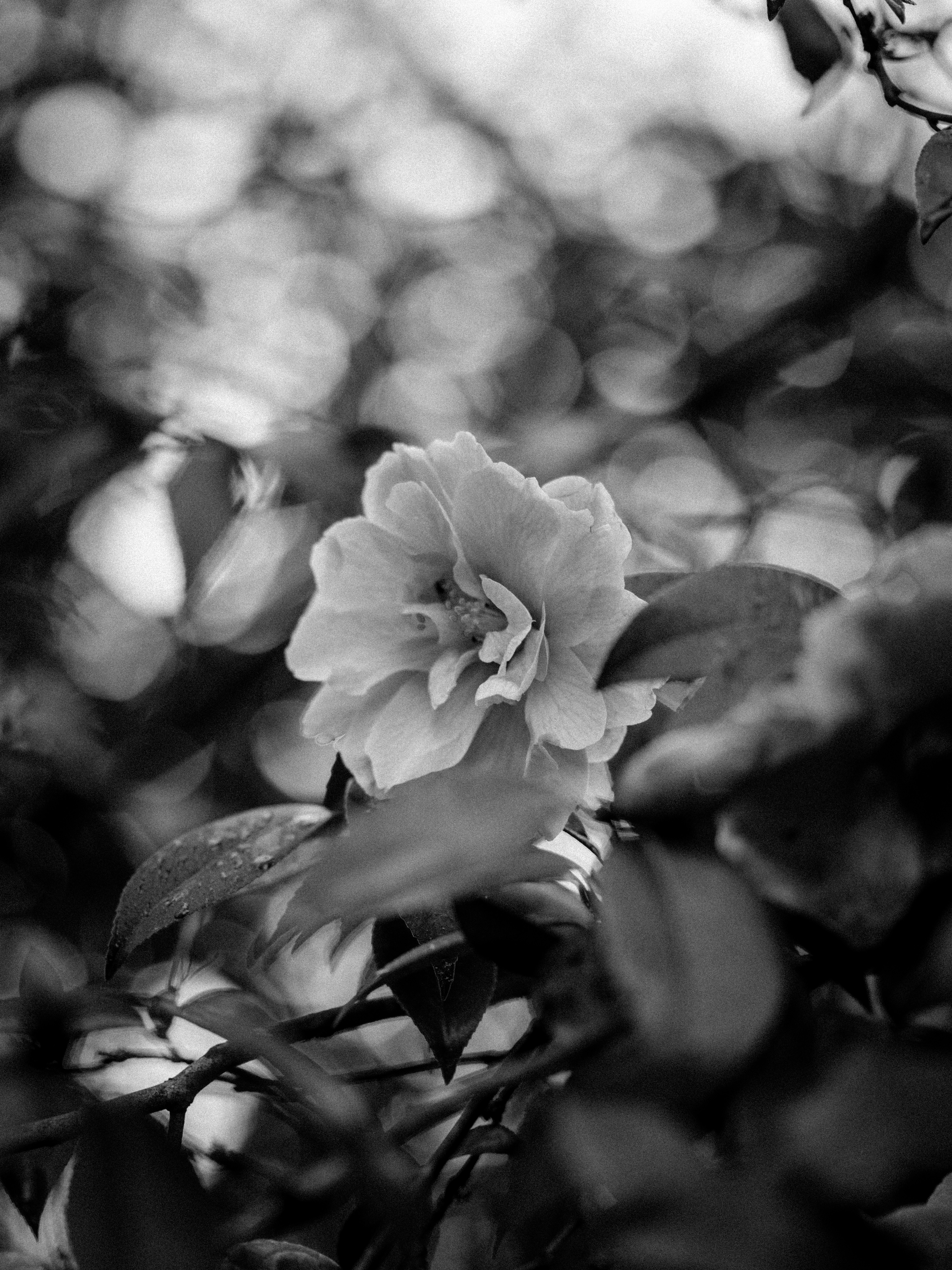 Photo by anniespratt