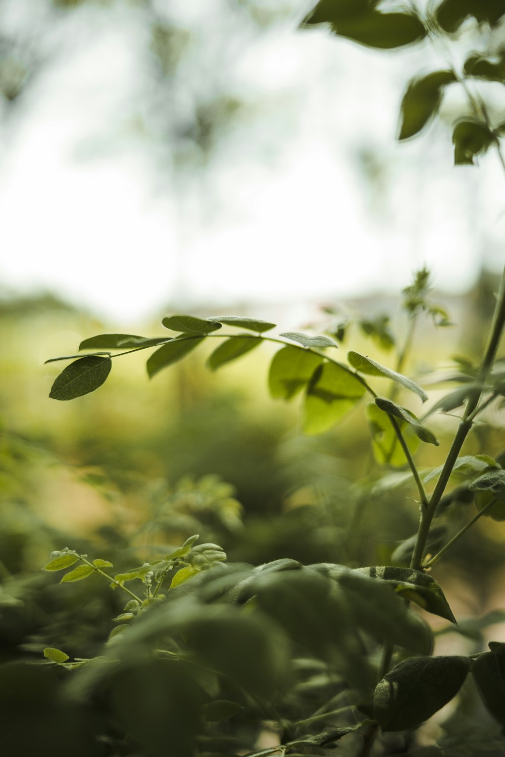 a close up of a plant with green leaves