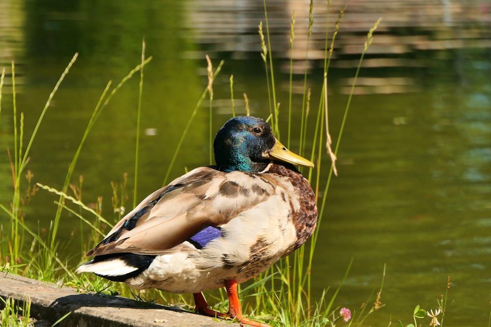 a duck standing on a ledge next to a body of water