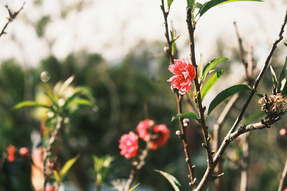 a close up of a tree with red flowers