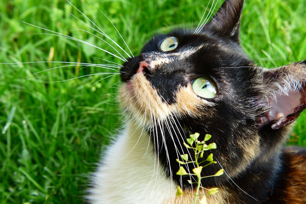 a black and white cat with a plant in its mouth