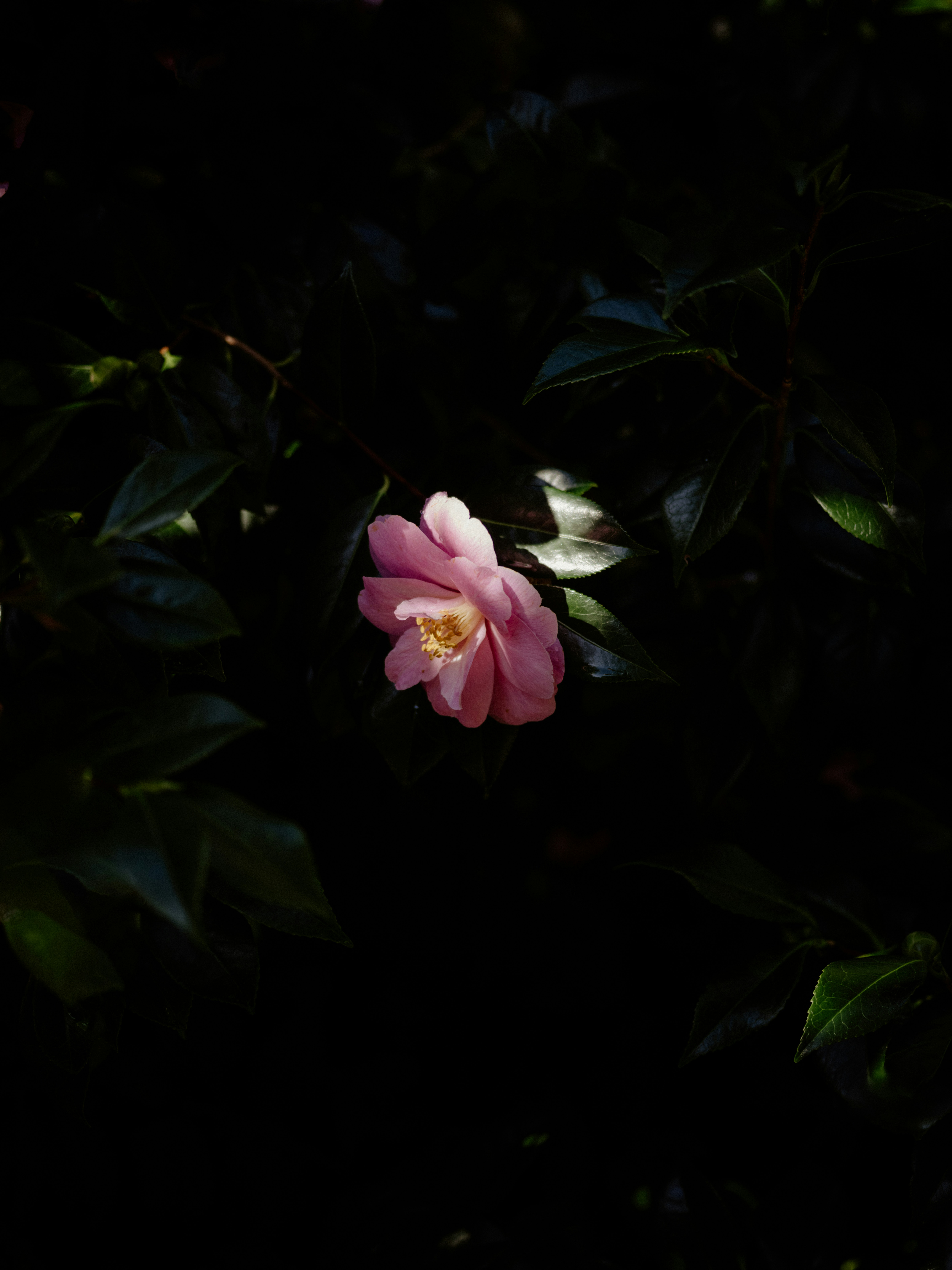 Photo by anniespratt