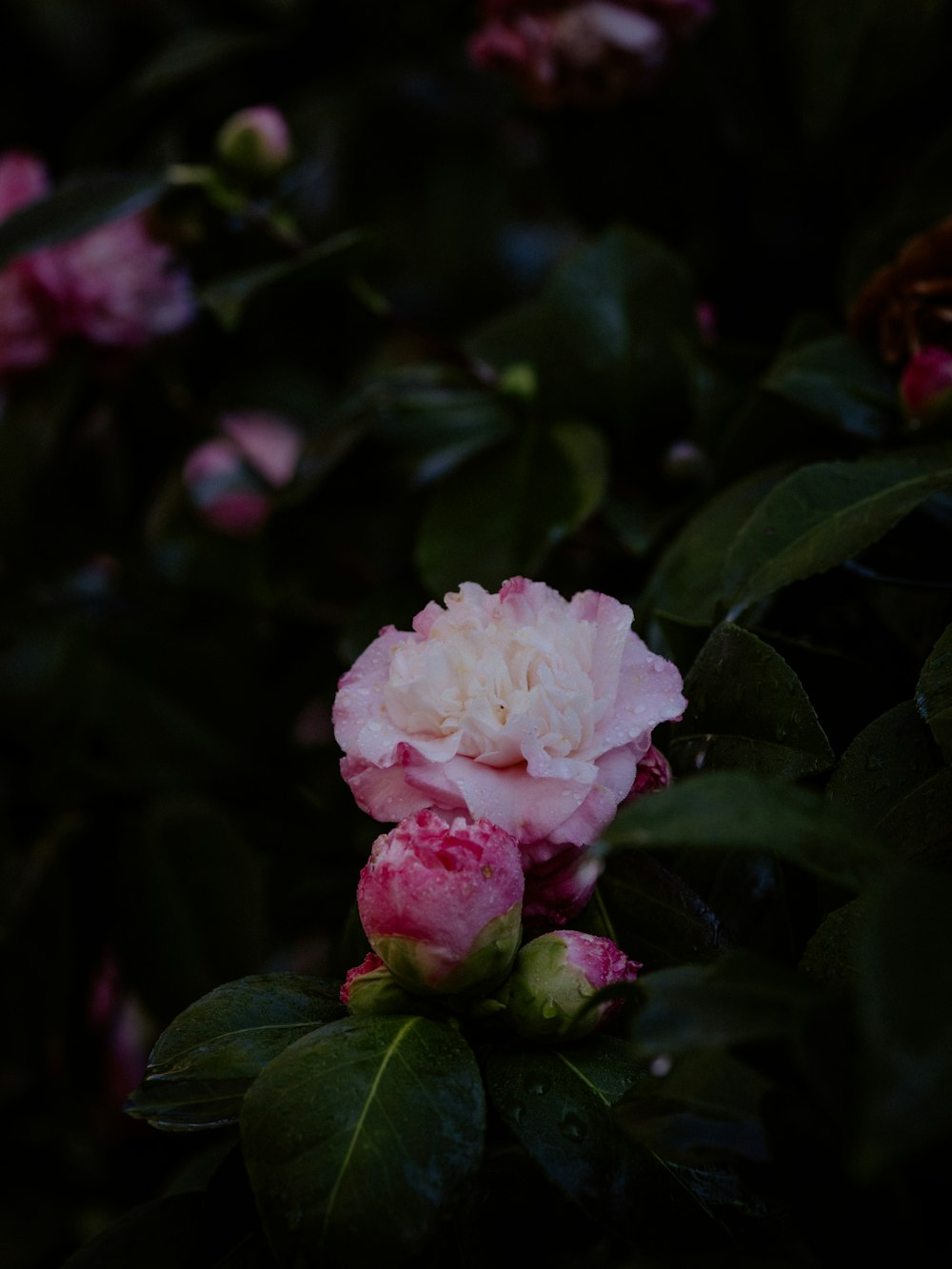 a pink and white flower on a bush