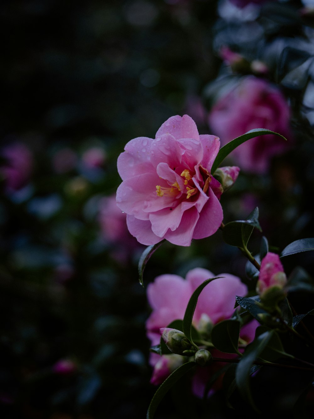 茂みに咲くピンクの花の接写