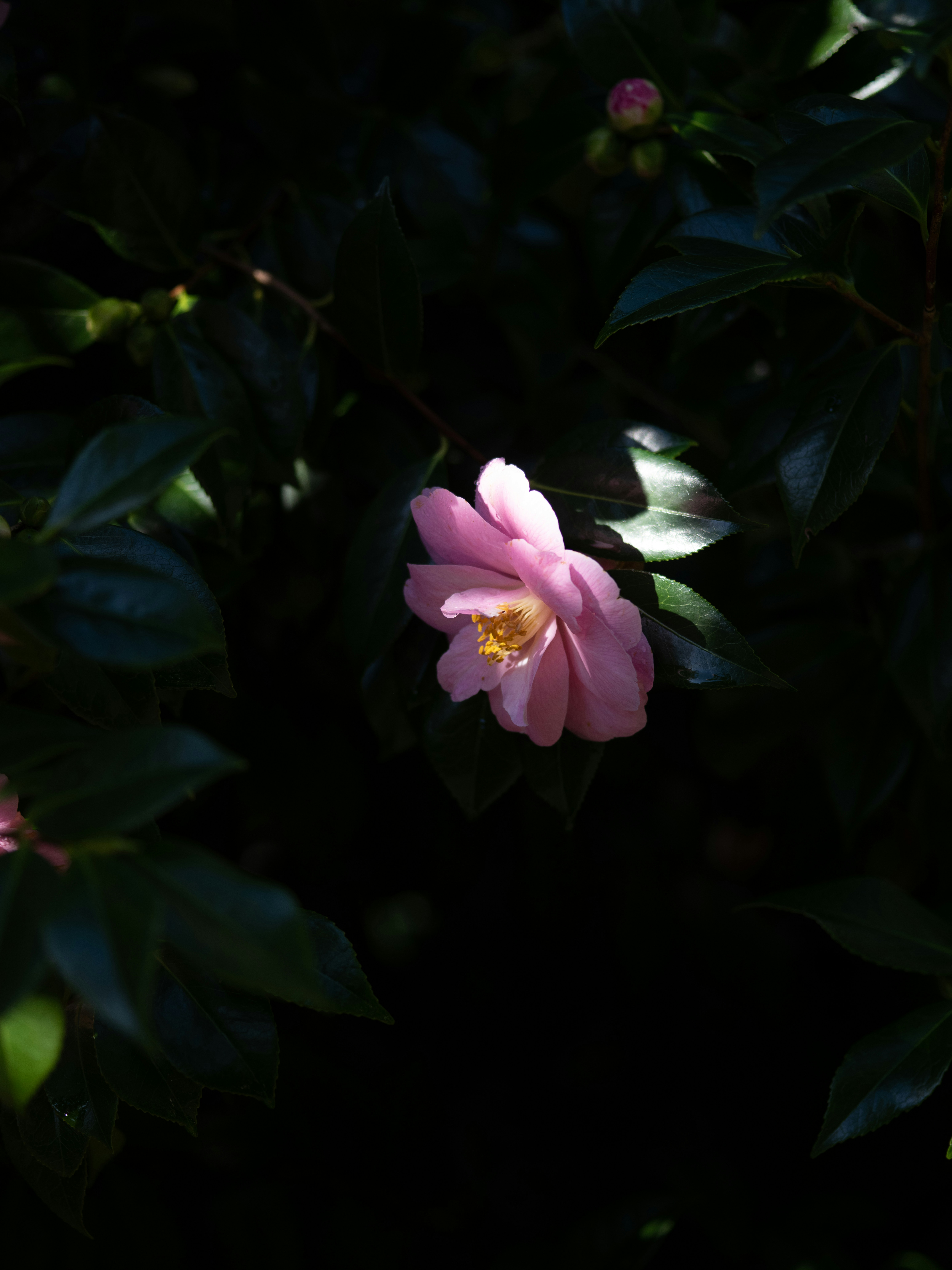 Photo by anniespratt