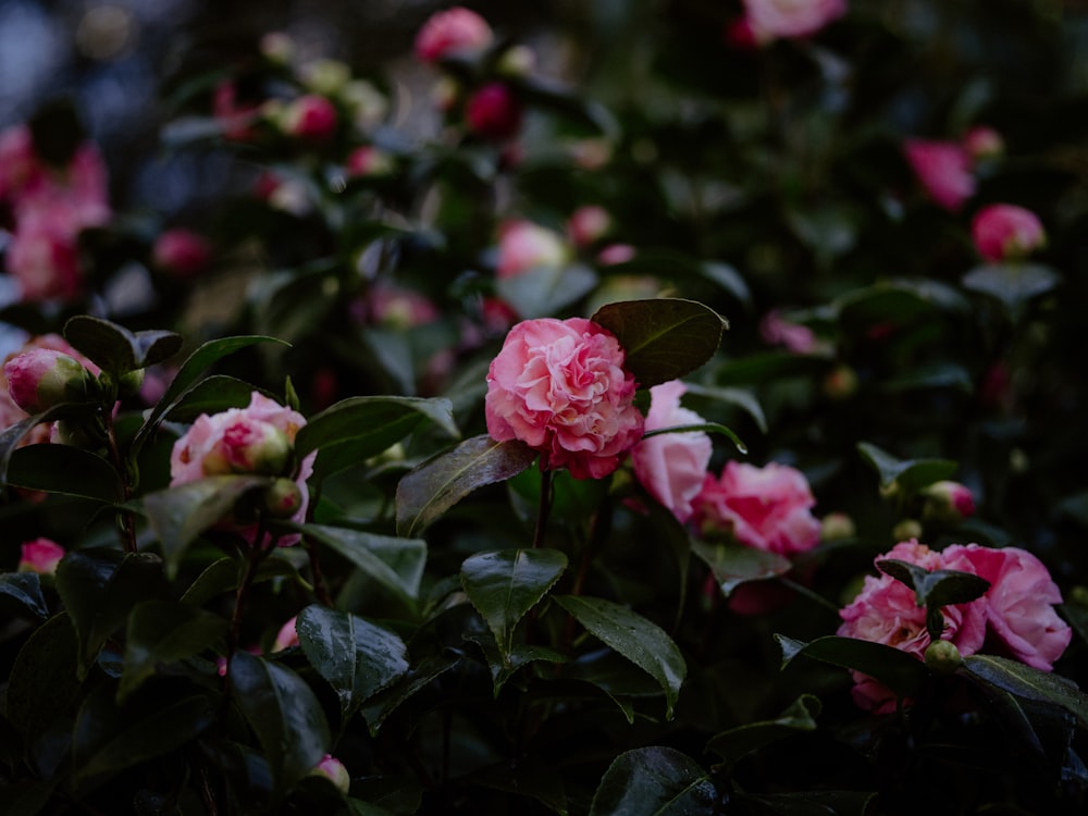 a bush of pink flowers with green leaves