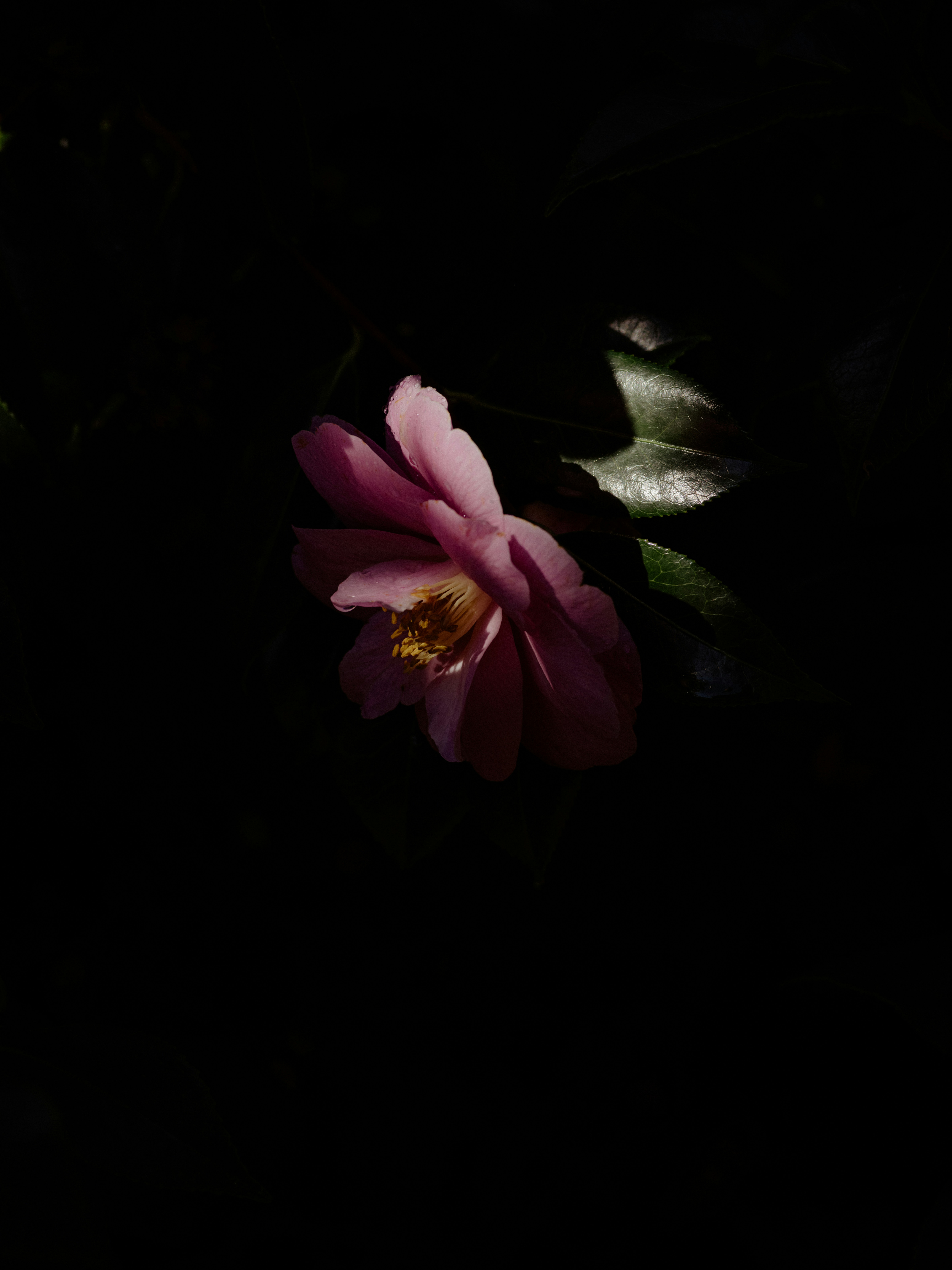 Photo by anniespratt