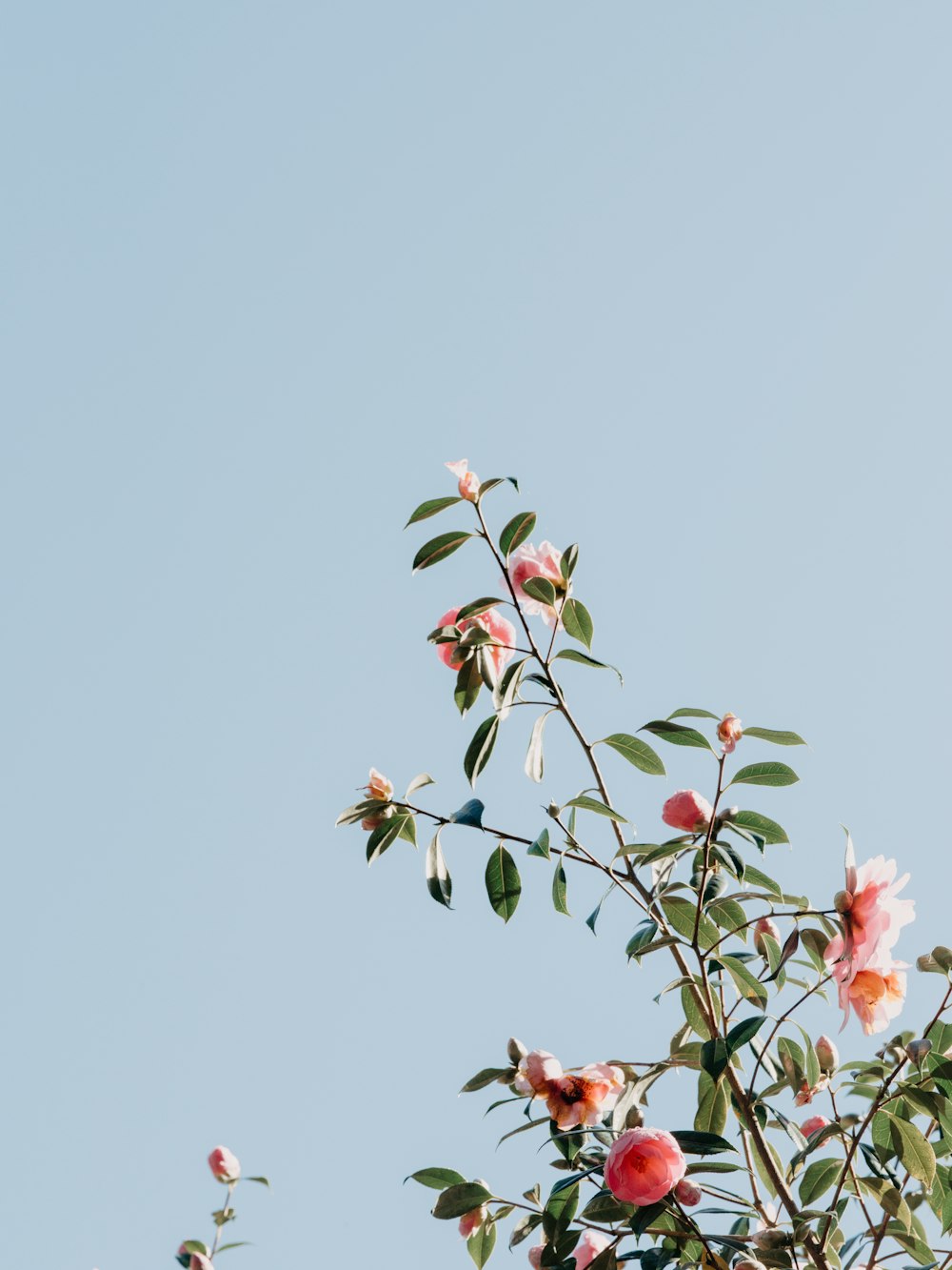 ein Ast mit rosa Blüten vor blauem Himmel