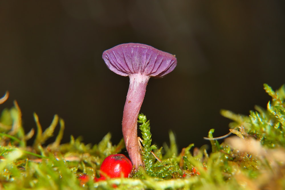 a purple mushroom sitting on top of a moss covered ground