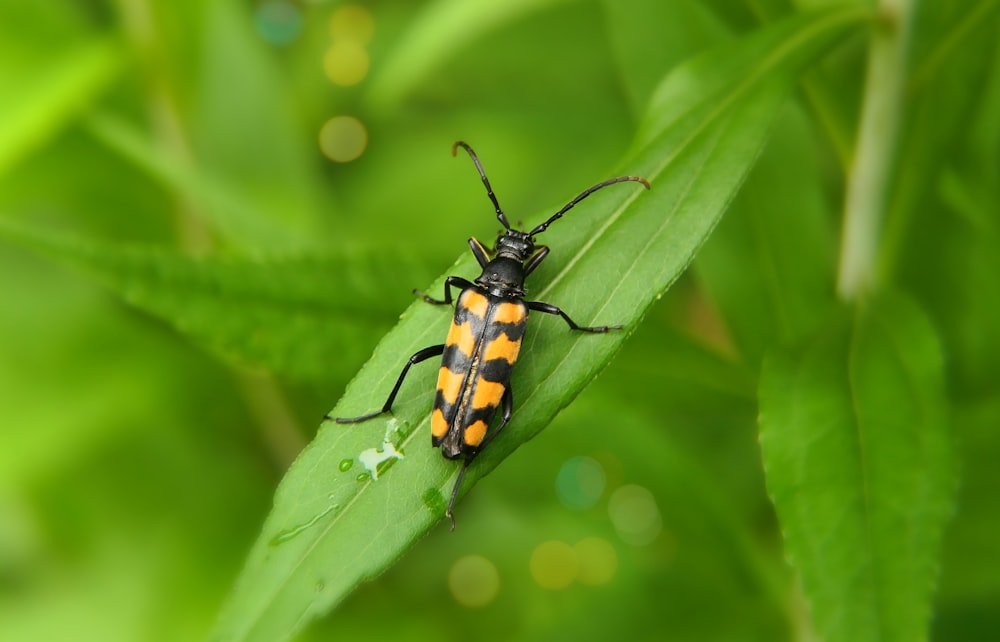 a close up of a bug on a leaf