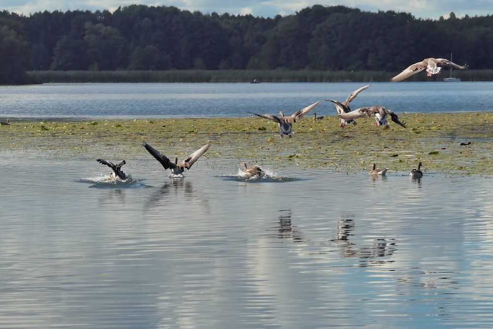 una bandada de pájaros volando sobre un cuerpo de agua