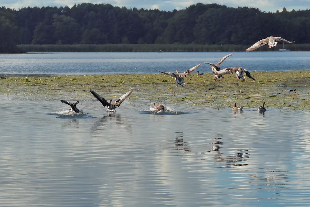 a flock of birds flying over a body of water