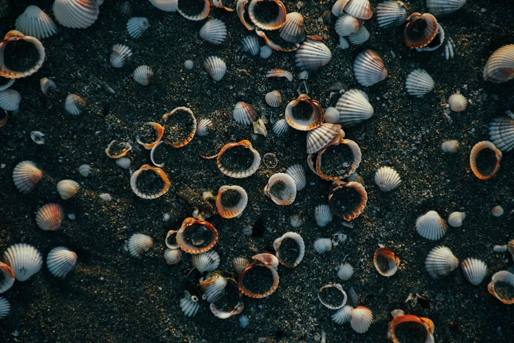 a bunch of shells that are laying on the ground