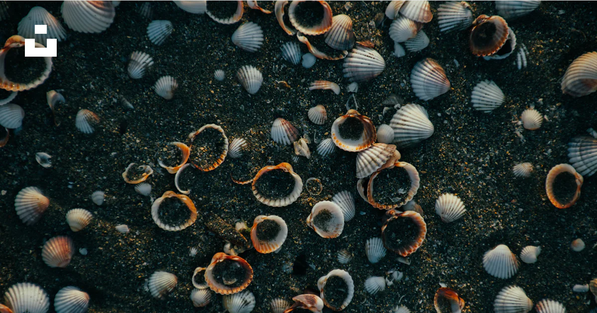 A bunch of shells that are laying on the ground photo – Free Background ...