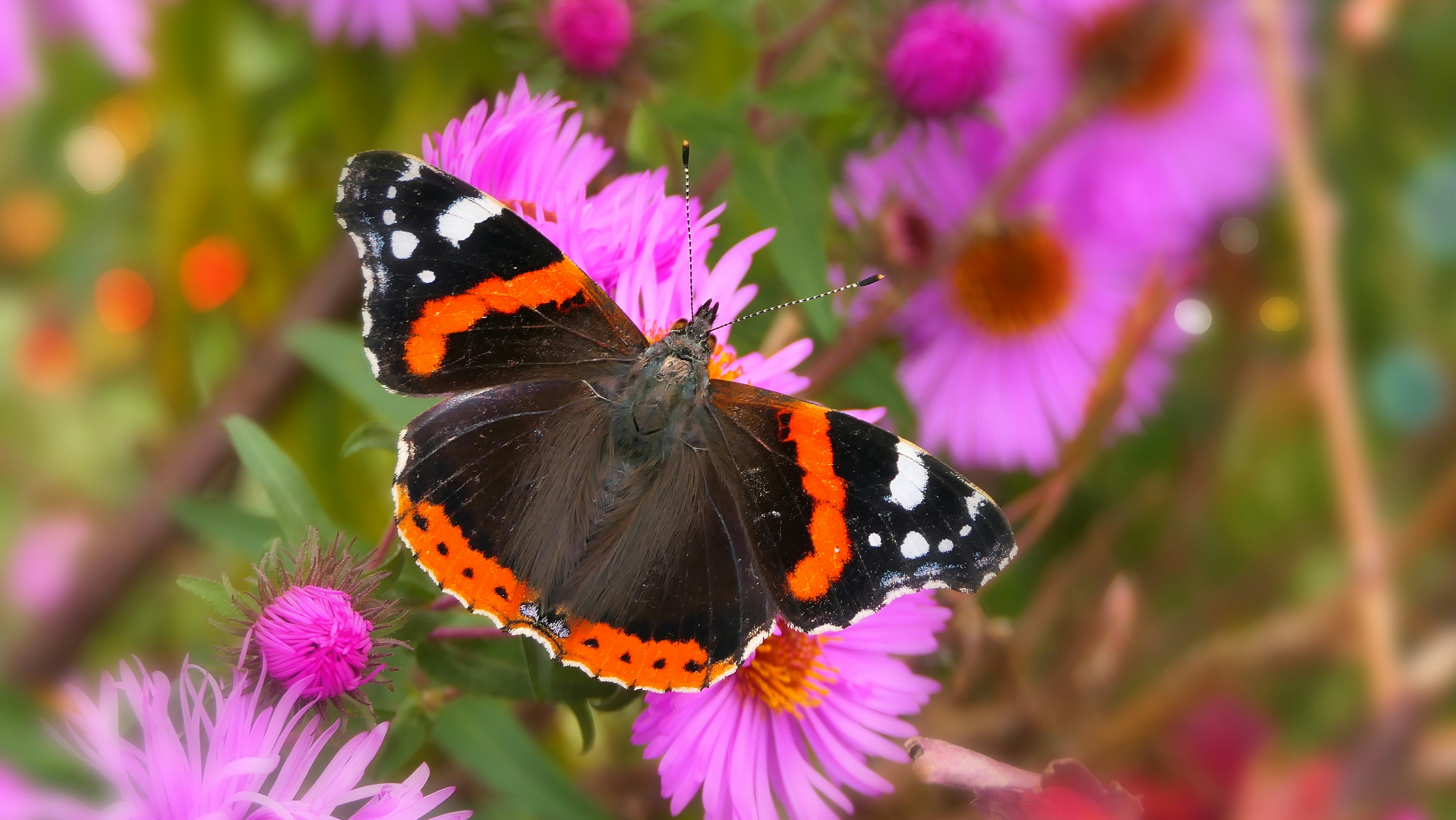 a close up of a butterfly on a flower