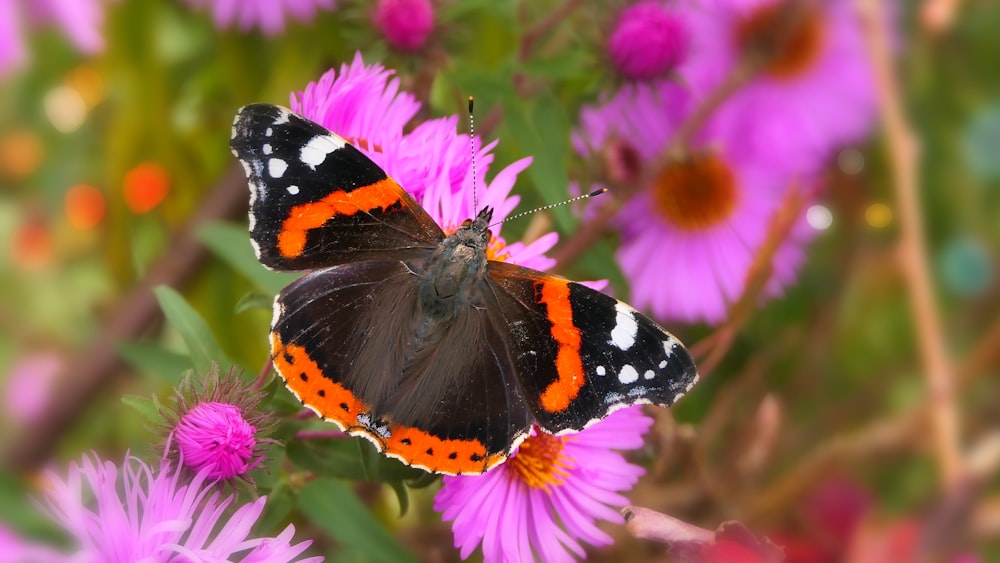 a close up of a butterfly on a flower