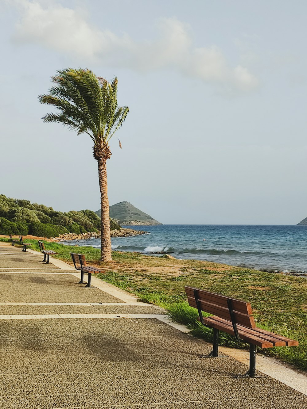 a couple of benches sitting next to a palm tree