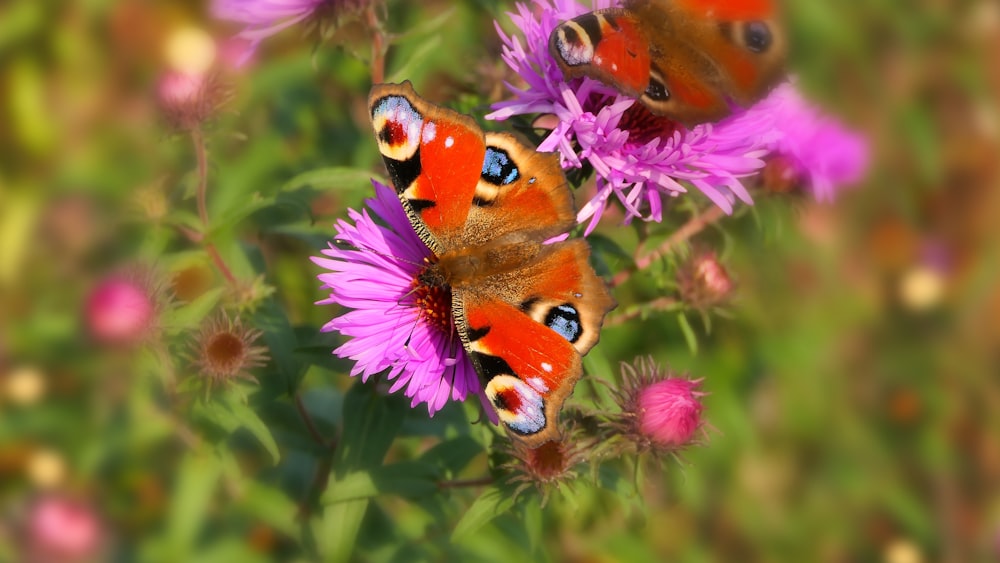 Duas borboletas estão sentadas em uma flor roxa