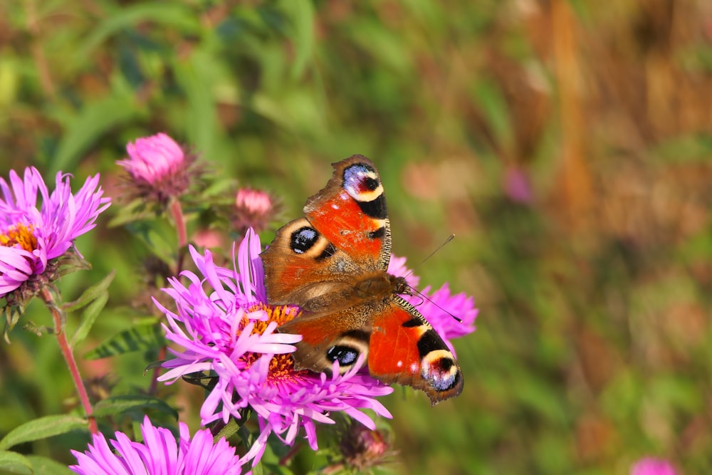 Dos mariposas están sentadas en una flor púrpura