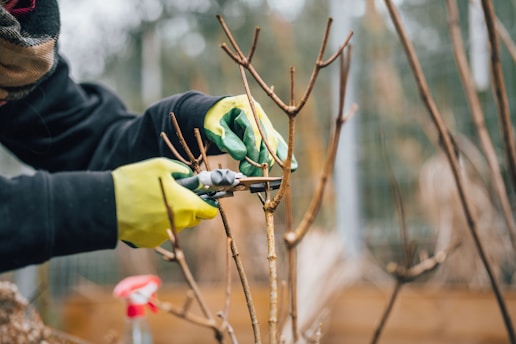 a person prunising a tree with a pair of gloves