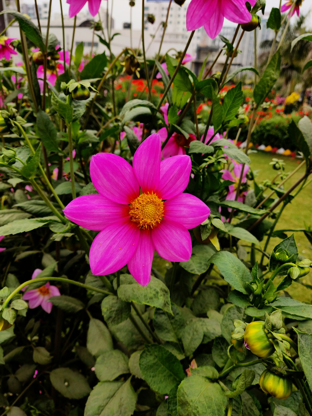 a pink flower in a garden with lots of green leaves