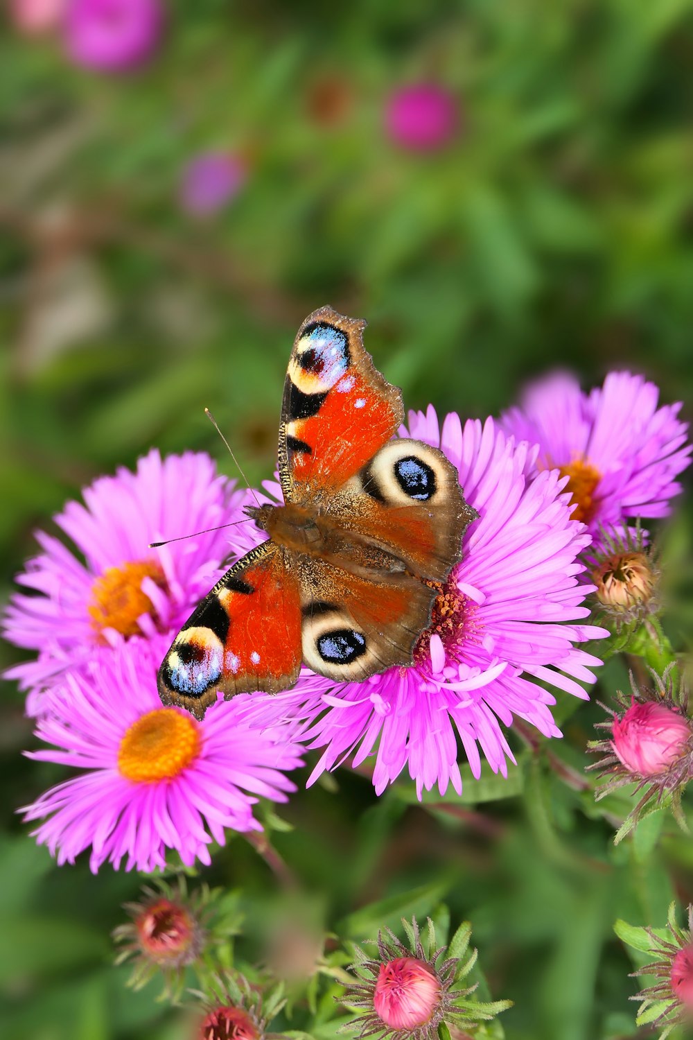 a close up of a butterfly on a flower