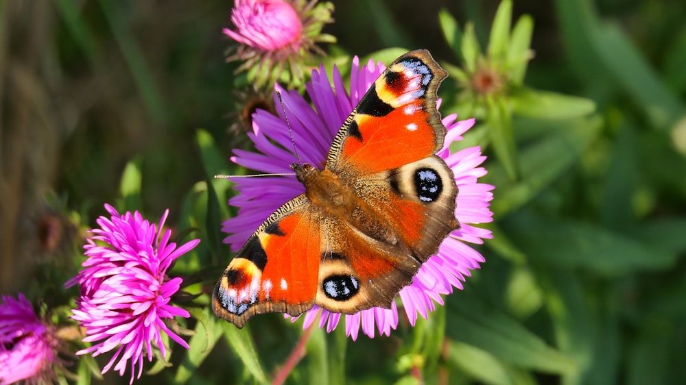 a close up of a butterfly on a flower