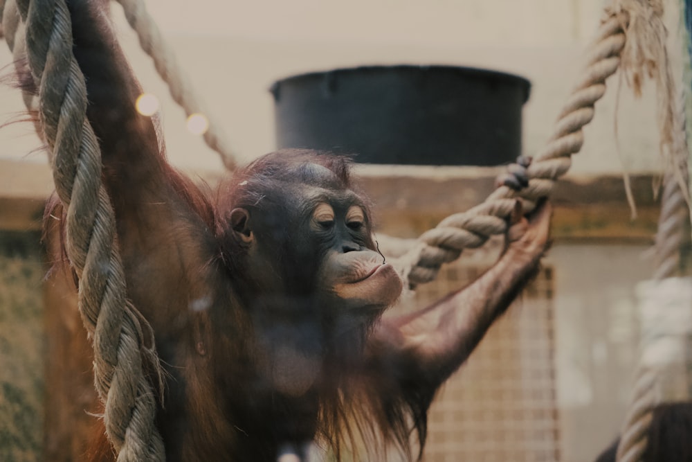 a monkey hanging from a rope in a cage