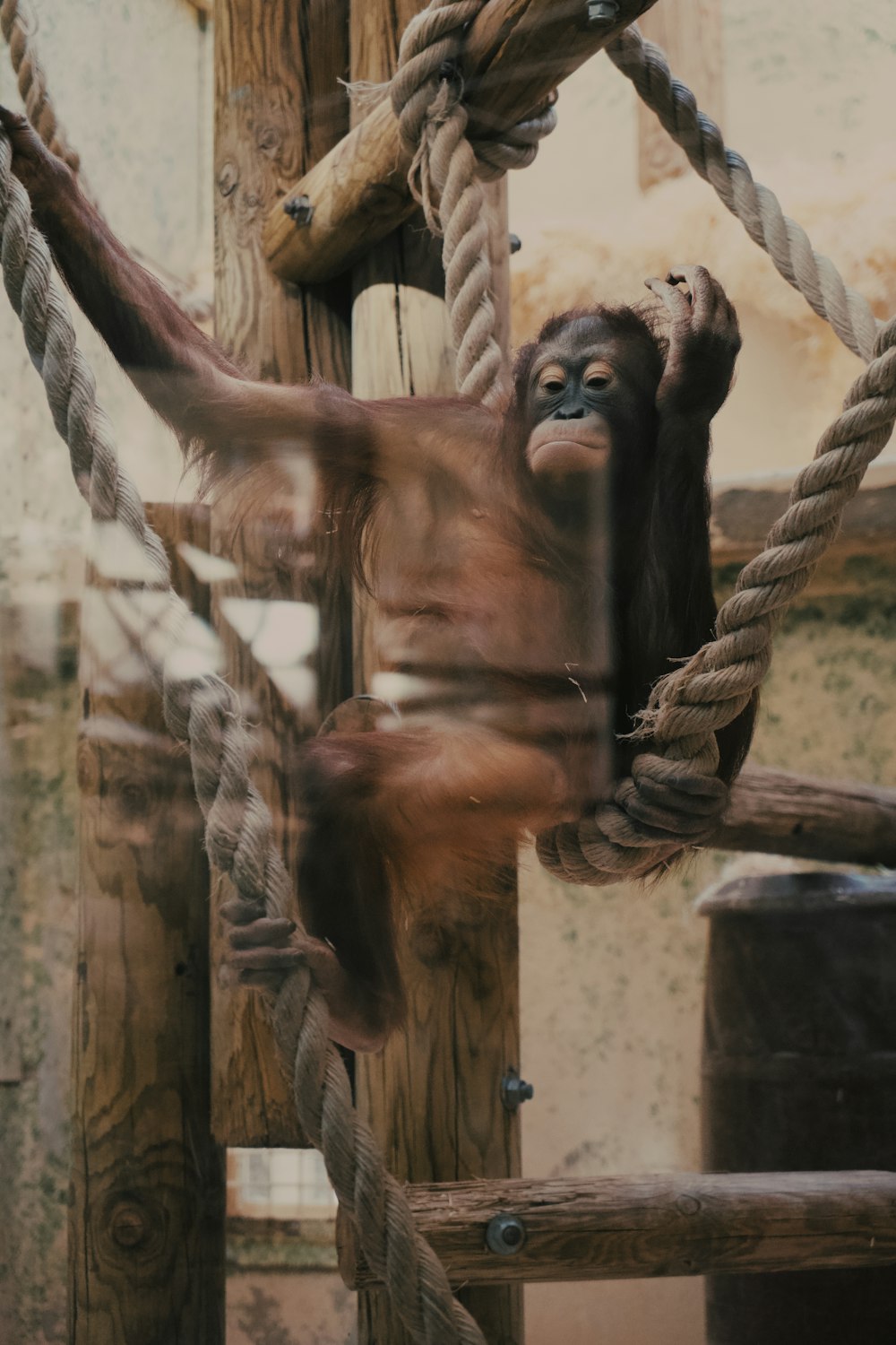 a monkey hanging from a rope in a zoo