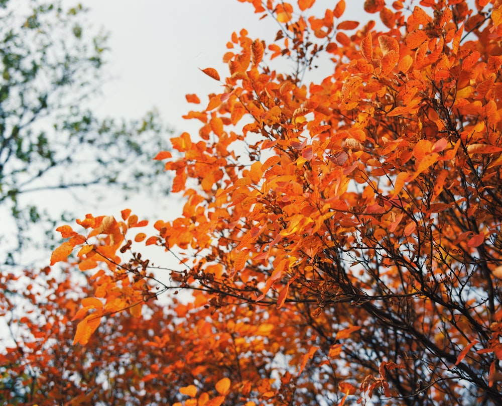 a bunch of orange leaves on a tree
