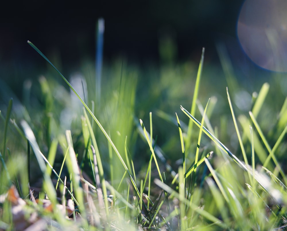 a close up of some grass with a blurry background