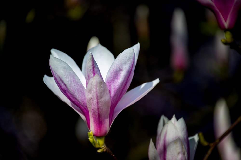 a close up of a flower on a tree