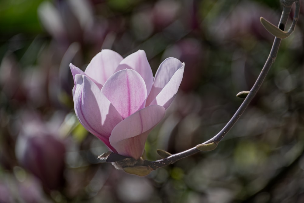 a pink flower is blooming on a tree branch