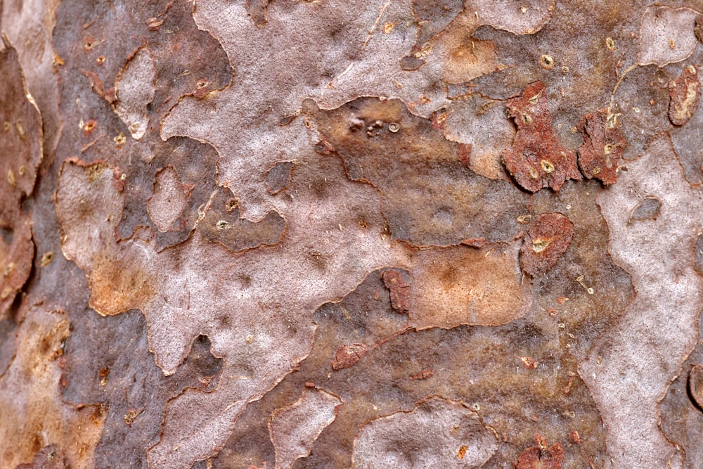 a close up of a tree trunk with brown and white paint