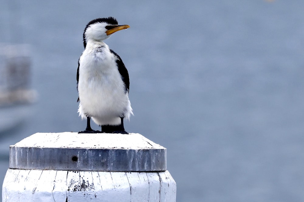 a black and white bird sitting on top of a wooden post