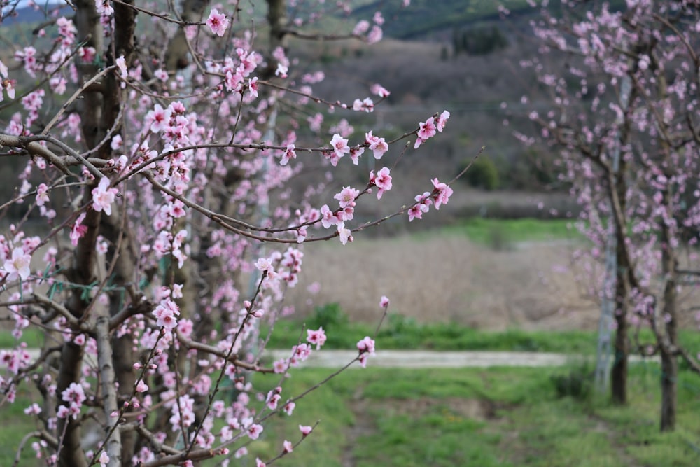 a couple of trees that are in the grass