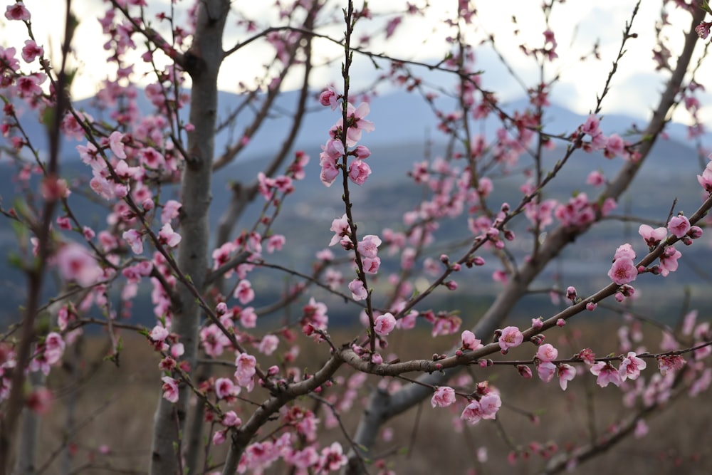 a tree with pink flowers in a field