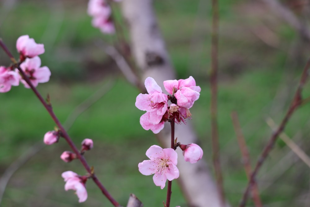 a branch of a tree with pink flowers