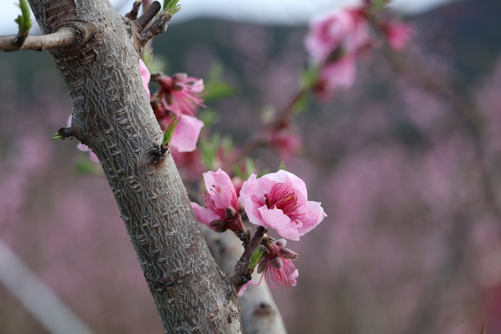 a branch of a tree with pink flowers