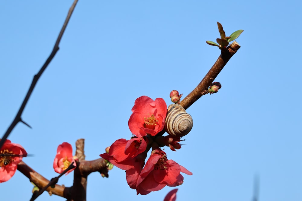 a branch with red flowers and a snail on it