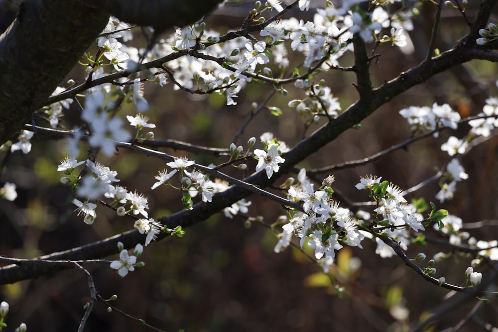 a tree with white flowers in a forest