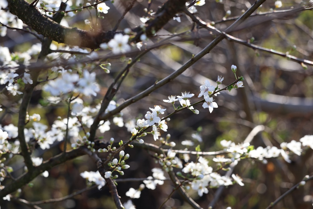 white flowers are blooming on a tree branch