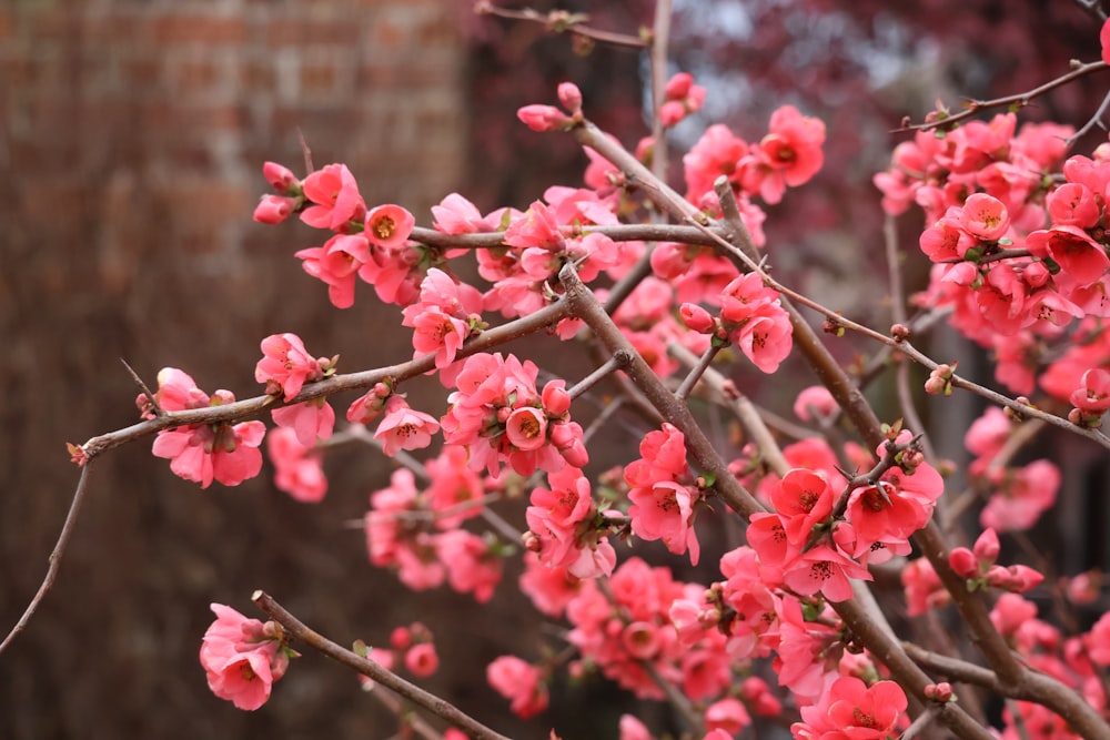 a tree with pink flowers in front of a brick wall