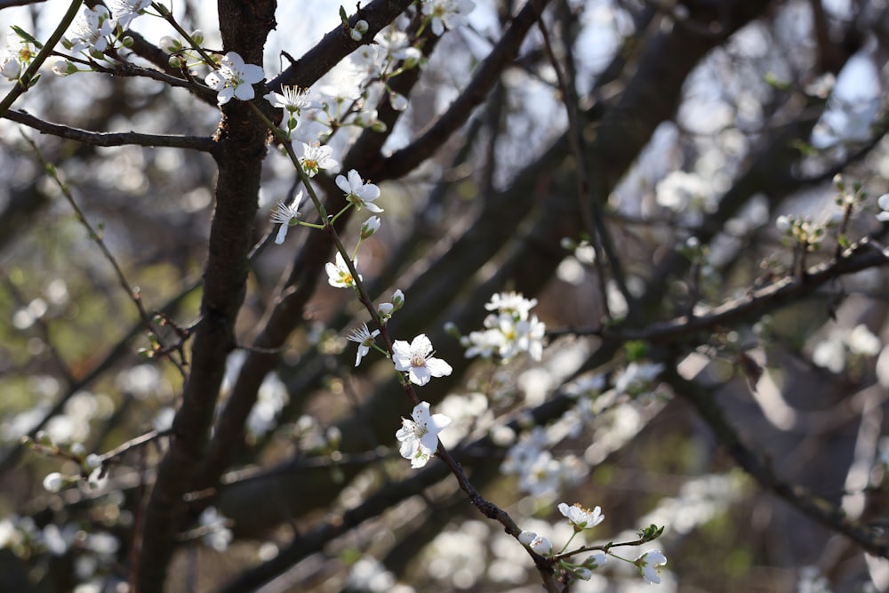 a close up of a tree with white flowers