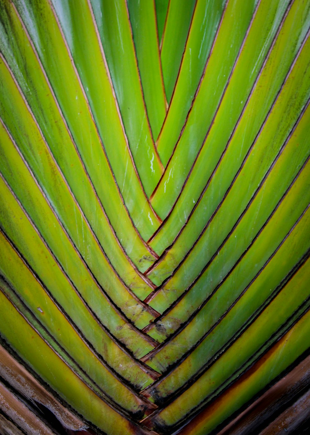 a close up view of a green plant