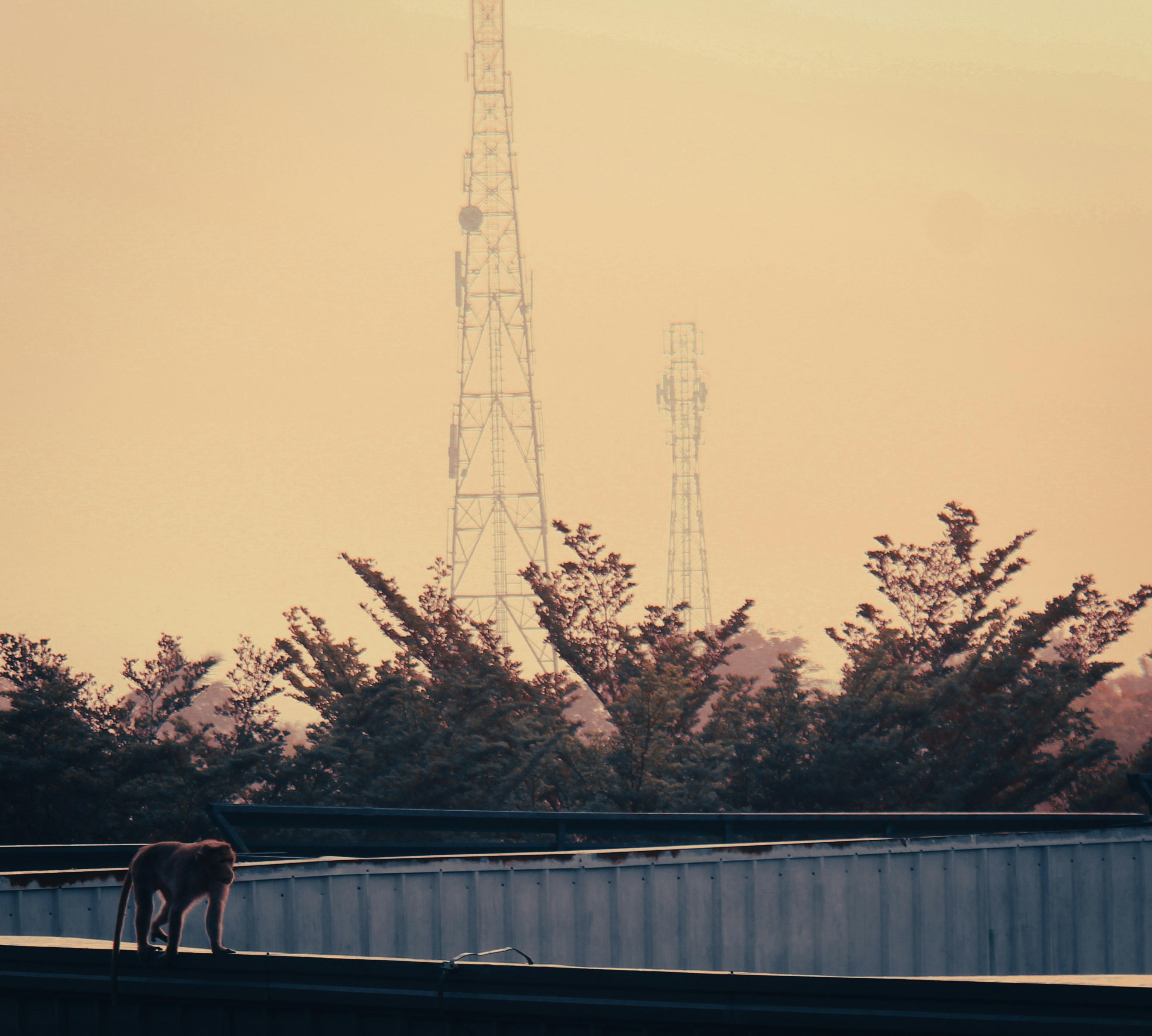 a dog standing on top of a roof next to a tall tower