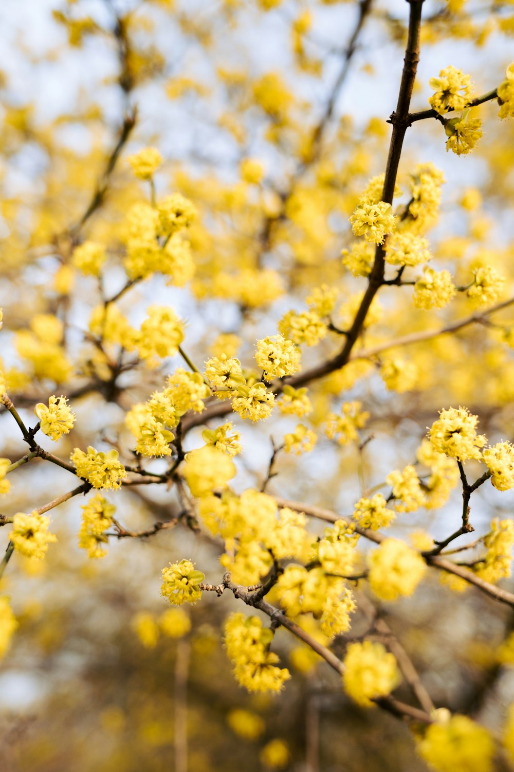 a tree with yellow flowers in the foreground